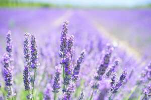 lavender-blossom-1595581__340