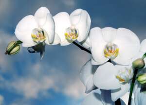 orchid-3